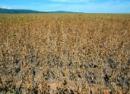 尽管豆价下跌，下年度巴西大豆播种面积可能不会减少