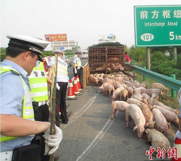 <b>运猪货车高速侧翻 警民联手追赶188头猪崽</b>