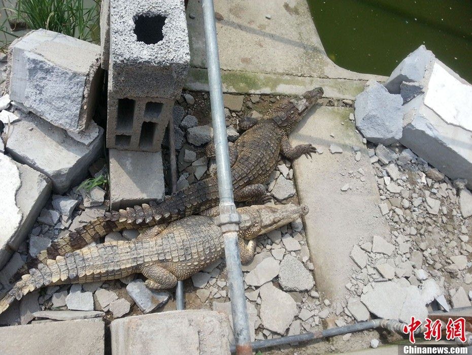 <b>徐州一养殖场两凶鳄“出逃”</b>
