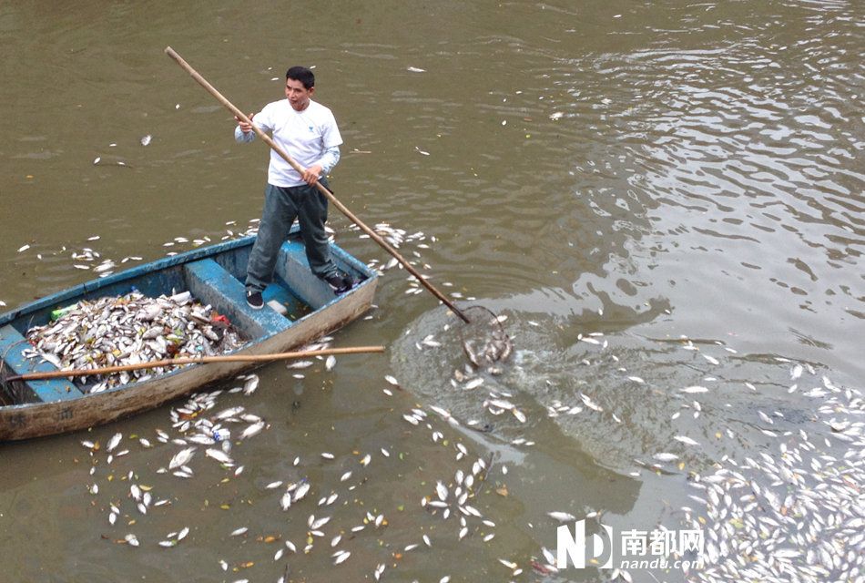 <b>猎德涌河水黑臭死鱼遍布</b>