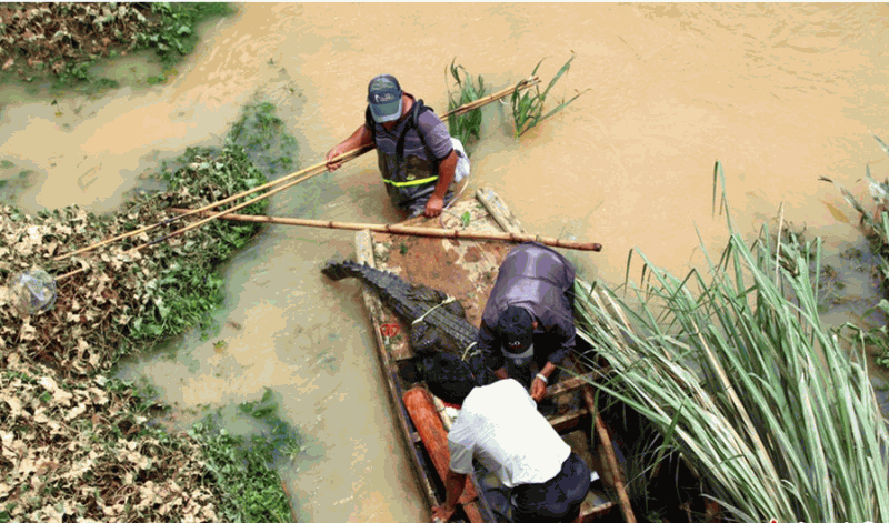 <b>汕头一养殖场围墙被雨水冲毁 数十条鳄鱼出逃</b>