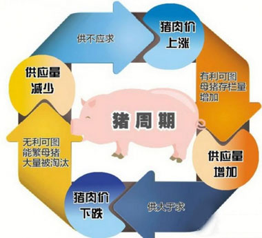 <b>探索生猪价格指数,破解猪周期</b>