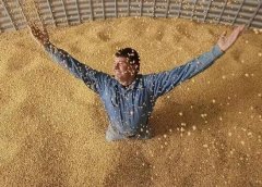 中粮、中储粮两次采购1000万吨美国大豆